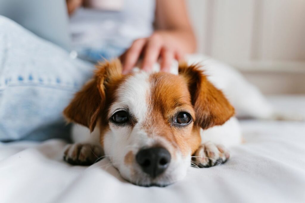 忙しいDINKS夫婦のための愛犬ケアの工夫：留守中も愛犬が快適に過ごせるアイデア