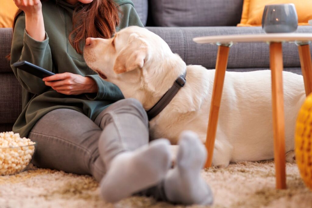 愛犬と一緒に楽しみたい年末年始！自宅で楽しむアイデア