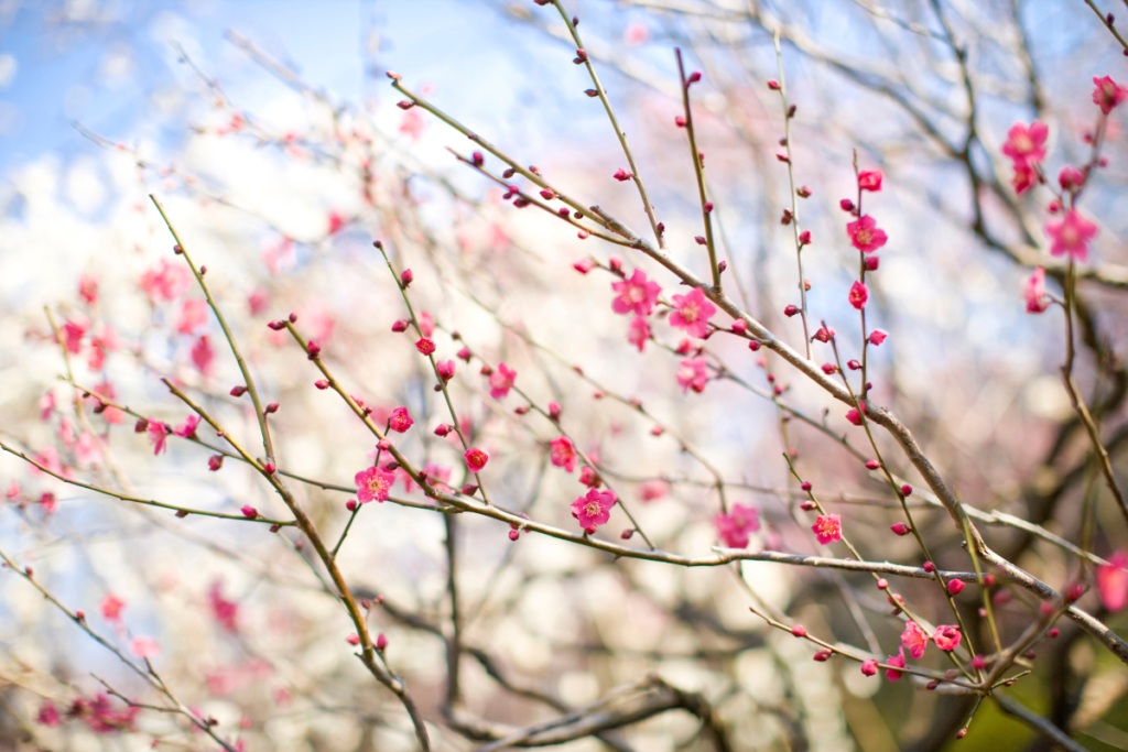 DINKS夫婦におすすめ！春の旅行計画 【関東起点 】日帰りで楽しむ梅・桜の名所